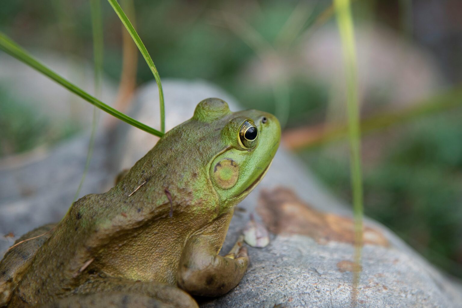 Growling Grass Frog Conservation Management Plan - EcoFutures
